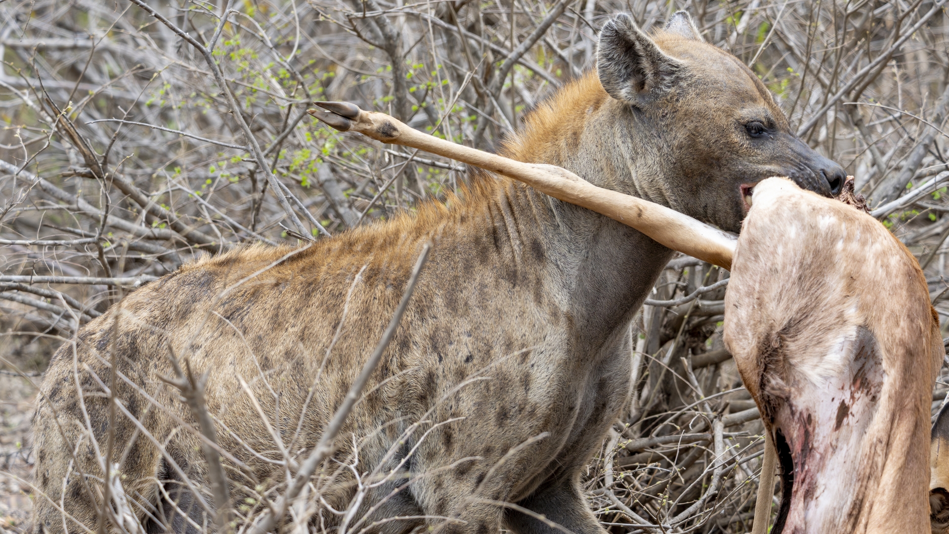 Kruger25 2025 11 04 11 27 56 ILCE 1M2 1717